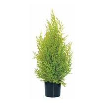 JUNIPER POT 55CM 8U AMARILLO